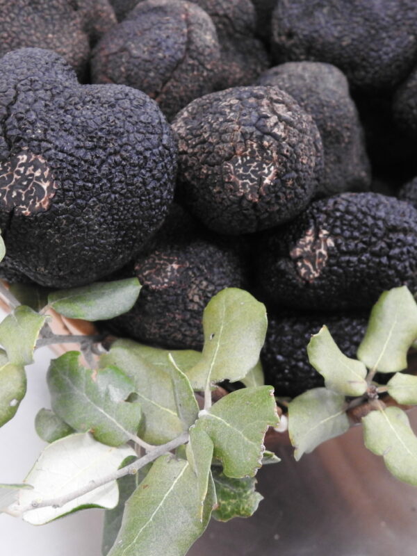Trufa negra (Tuber melanosporum)