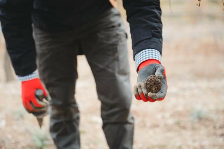 Trufa de otoño - Imagen 2