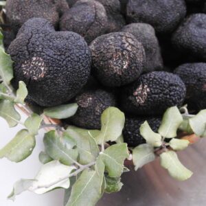 Trufa negra (Tuber melanosporum)