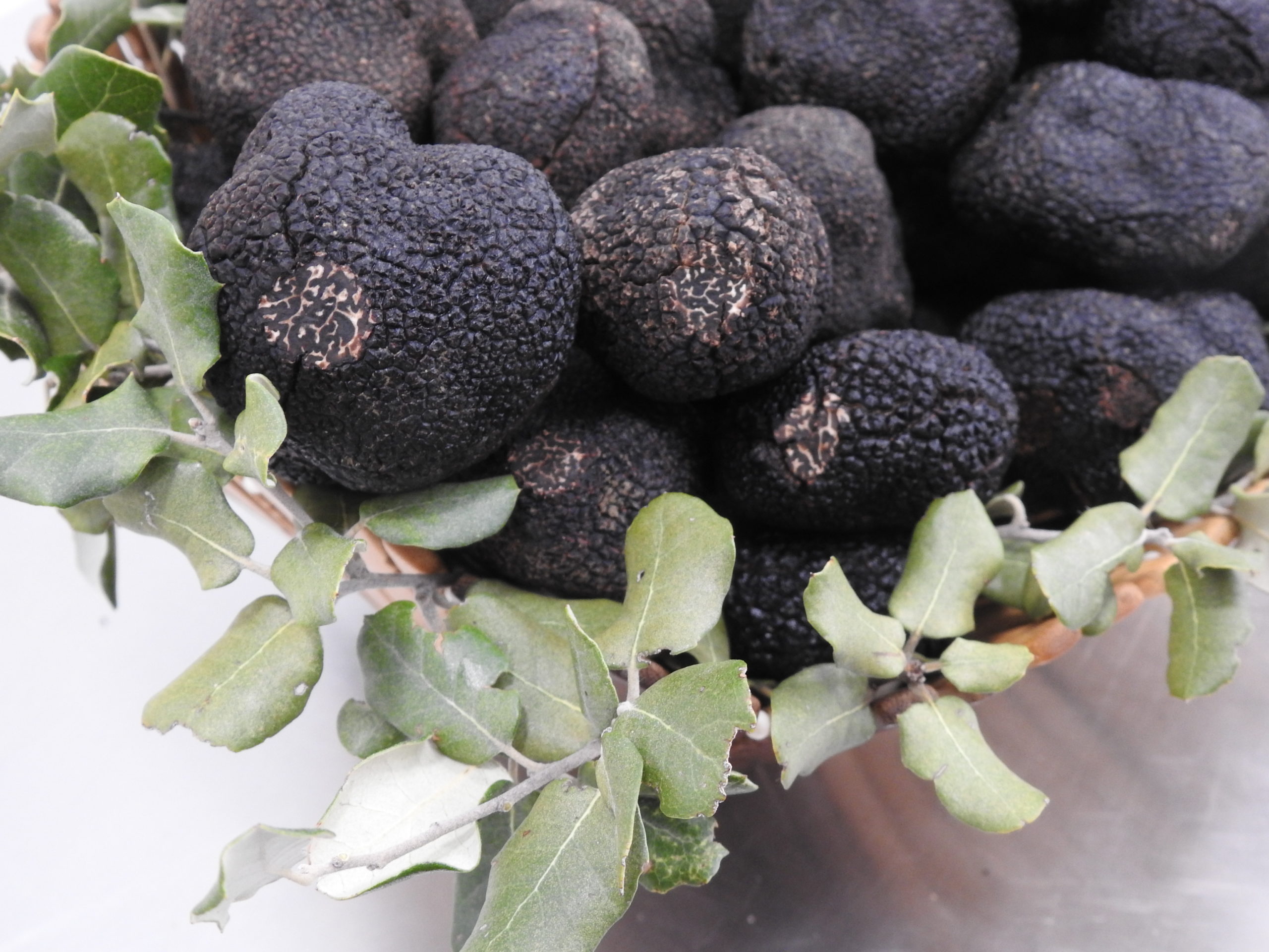 Trufa negra