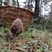 Colmenilla (Morchella)