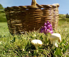 Perretxiko (Calocybe gambosa)